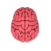 Brain Shape USB Flash Drive