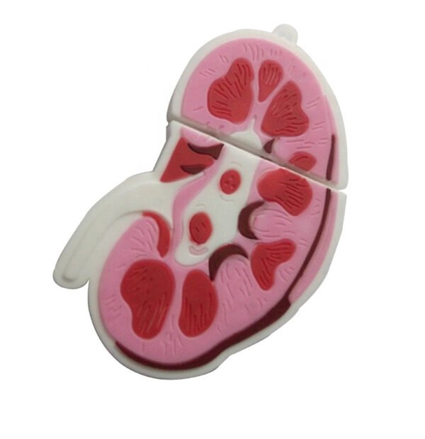 Kidney USB Flash Drive